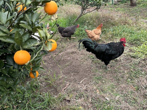 鹿児島県産　早摘みオレンジ！２ｋｇ