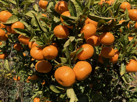 【越冬完熟・濃厚・絶品】『プレミアム興津早生みかん（Ｌ玉以上）』　5kg