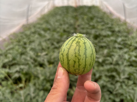 シャリ感しっかり！お正月スイカ「くんぷう味一番」６kg