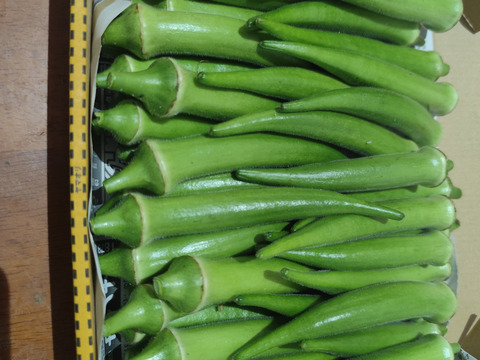 柔らかくネバネバ丸オクラ 800g 【板ずり不要】