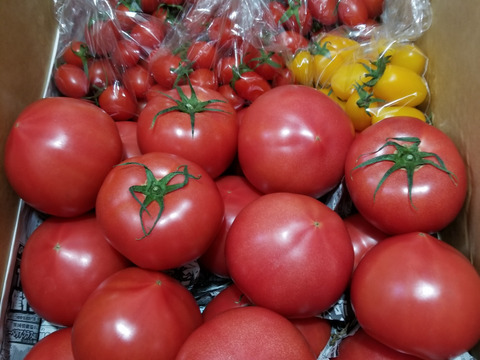 Apple - トマト The Apple Yellow (AAS Winner) Tomato Profile: An Amazing