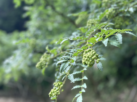 愛知県豊田市旭産 山椒の葉（木の芽）40 g
