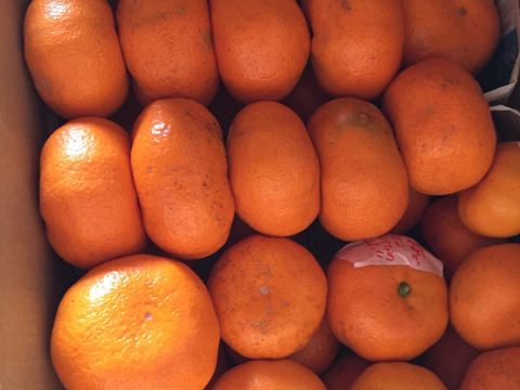 【農薬不使用こだわり栽培】懐かしい味のみかん！青島みかん3kg 今年はサイズ大きめ