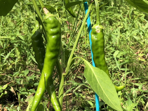 今期最終販売終了【農薬・化学肥料不使用栽培】　青森県産　青唐辛子"南部大長とうがらし" ３００ｇ
