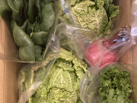 オレンジクイン白菜2玉+2品目　【漢方栽培】