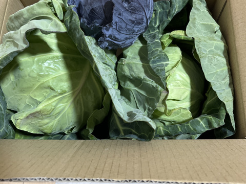 ２玉🌊海風🌊春キャベツ🌊