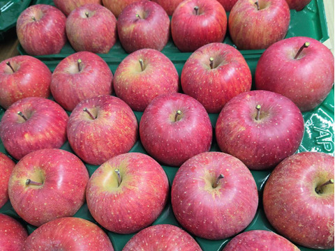 【ギフト】【小玉りんご】5kg 甘い！美味しい！家庭用小玉サンふじ(25~28玉)よく、どこに傷があるの？と聞かれます 長野県山ノ内町志賀高原麓