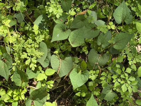 当農園の自然豊かな山で採れたドクダミ300gです。採れたてをその日のうちに発送致します。8月末まで