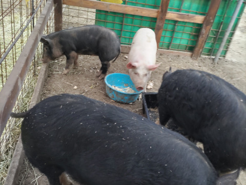 『豚モモ　スライス　300g』岡山県御津でこだわりのエサと放牧飼育で育てた4元豚　『とよ』モモスライス　300g