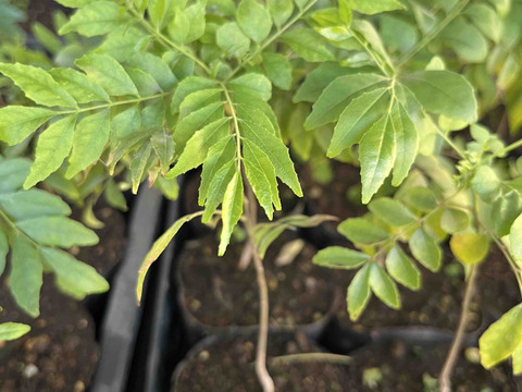 【アーユルヴェーダ 】カレーリーフ9cmポット３個セット