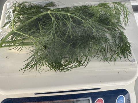 【店では買えないレアな新鮮ディル】お魚🐟が作った🌱香り味抜群‼️これ無しでは料理は始まらない‼️