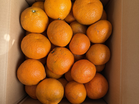 せとうちの島育ち！ えひめ中島いよかん 10kg