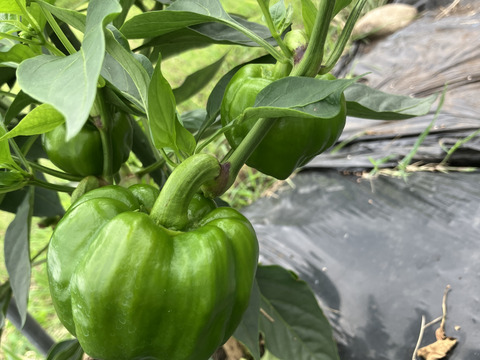やみつく辛さ！神楽南蛮（３００ｇ）と南蛮味噌と食べるラー油セット