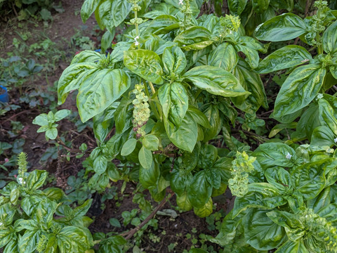 バジル🌿約15cmほどの茎付きバジル３本以上🌿農薬、化学肥料、除草剤等不使用☆常温発送