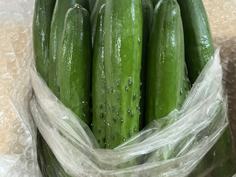 朝採り！信州産きゅうりA品2kg（箱重量込・正味1.8㎏）