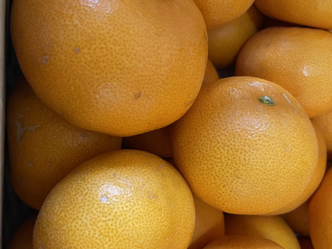 柑橘の大トロ　せとか（訳あり5㎏）