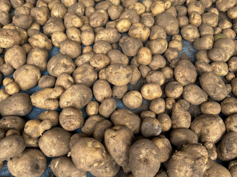 【秋のカボチャセット】農薬不使用で育てたどっしりかぼちゃ5個以上と採れたて季節の野菜盛りセット　 農薬不使用栽培で丁寧に育てました。