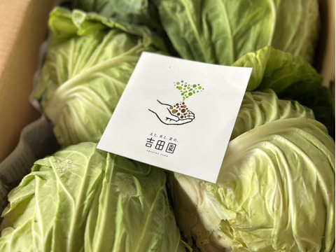 やわらか春キャベツ　5玉