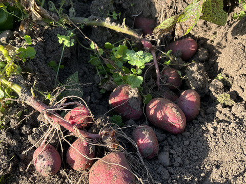 アンデスレッド・ドラゴンレッド 食べ比べセット 5kg【自然栽培】