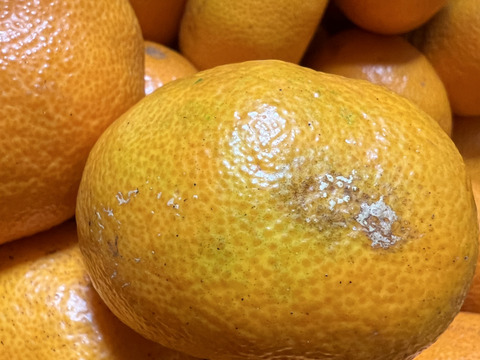 農薬不使用ノーワックス】ご家庭用⭐︎青島みかん4kg：神奈川県