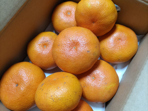 《豊作割引》【家庭用】甘平 2kg ギッシリ果肉のシャキシャキ食感♡愛媛限定高級柑橘♫愛媛みかん！！