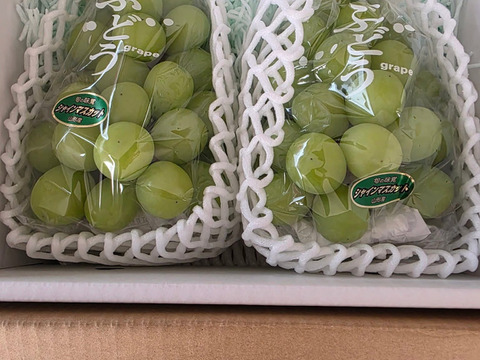 【ギフト】樹上完熟シャインマスカット1.1㎏（秀品）