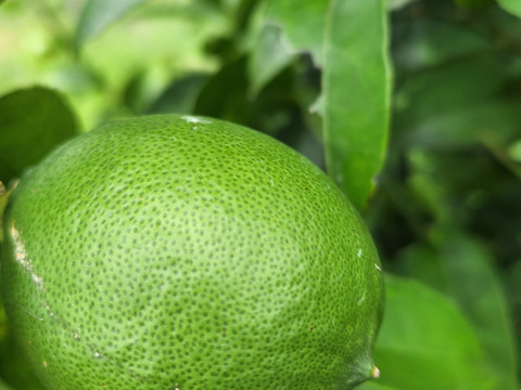 初物❗エコ箱入りレモン息子(栽培期間中農薬不使用・有機肥料・ノーワックス)皮まで食べて❗(2kg)