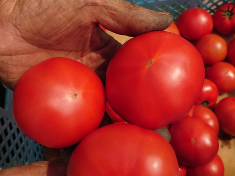 【お試し】ぜいたくトマト（1.4kg前後あくまで目安）