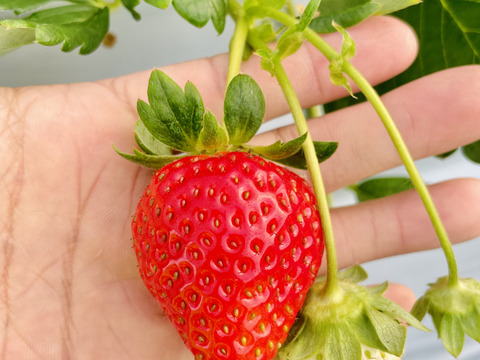 贈答用岡山県産晴苺(大粒9粒入りパック×2)