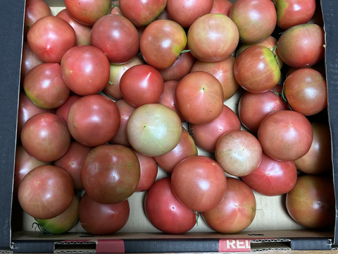 【朝どれ】【規格外】大ボリューム‼️ソムリエトマト軽く4kg以上(約60玉〜90玉）