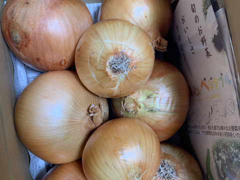 大地の恵み！淡路島完熟玉ねぎ🧅【シャーロットオニオン　輝玉（キラ玉✨）】(2kg)
