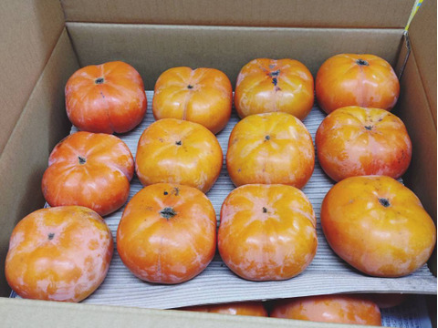 【冬に食べる】幻の柿 次郎柿！ワケありお徳用（小キズあり）みんなでシェア24～32個7.5kg