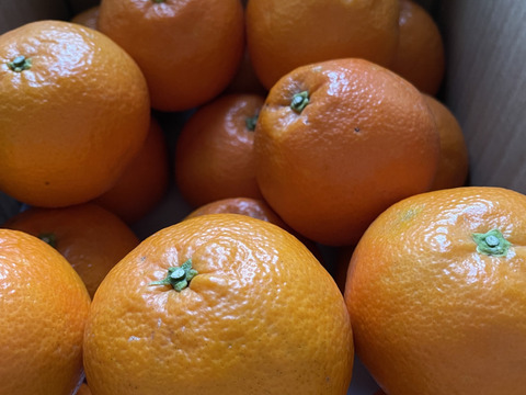 【家庭用】伊予柑 4.5kg ジューシーな果肉♪ 愛媛みかん！！