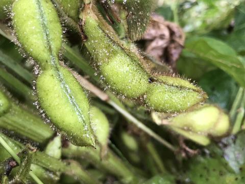 丹波黒枝豆さやのみ１kg（500g袋x ２）自然栽培　農薬化学肥料完全不使用！【完売！】