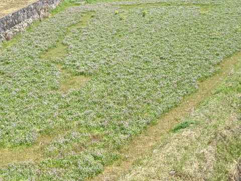 農薬化学肥料未使用玄米ヒノヒカリ20kg