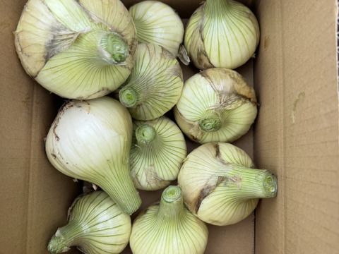 旬だよ！甘い『淡路島産新玉ねぎ』(3㎏)