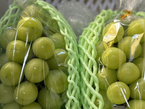 ⭐️熊本県産 シャインマスカット  1.3kg(少々超えます) 2房〜3房