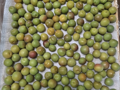 【特別栽培】和歌山県産　甲州小梅(2.5kg)