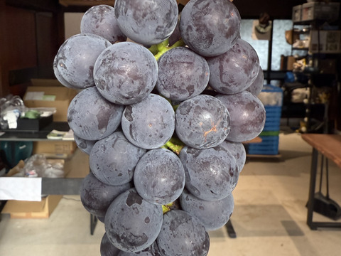 【朝どれ】【採れたて新鮮！！】あづましずく約1kg