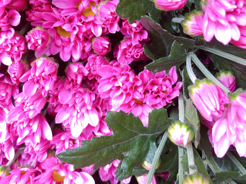 心がホッコリ。お仏壇も華やかに。ピンクのスプレー菊１０本をお届けします。