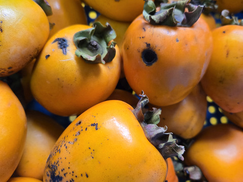 ★わけあり品　自然栽培 干し柿用 愛宕柿 渋柿 7kg ※干し柿用クリップ必要