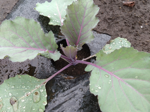 【数量限定・予約販売】甘さ際立つフルーツキャベツ＆彩り鮮やかレッドブライト旬彩セット！農家直送！那須高原産　約１．３ー１．５Ｋ／玉　計４玉