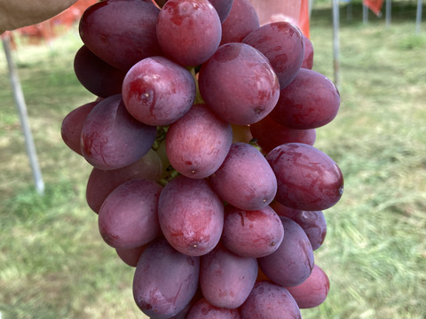 お得！訳ありシャイン&ルージュ粒パック　約500g（2パック）