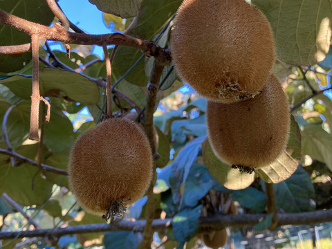 農薬・化学肥料・除草剤不使用　愛媛県産キウイフルーツ（ヘイワード）5kg(50個前後)（ご家庭用）