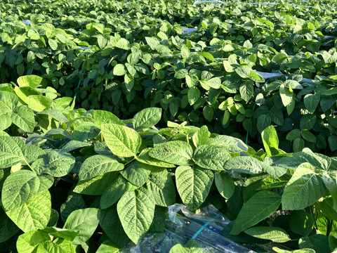 リピート続出！やみつき枝豆2kg