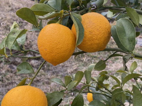 【数量限定・訳ありでお得】
マイヤーレモン／ビラフランカ／璃の香
3種おまかせレモンセット