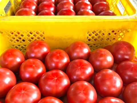北海道【旬の時期限定のトマトを使用】100％ピュア•ストレートジュース《無塩・無添加》500ml×2本
