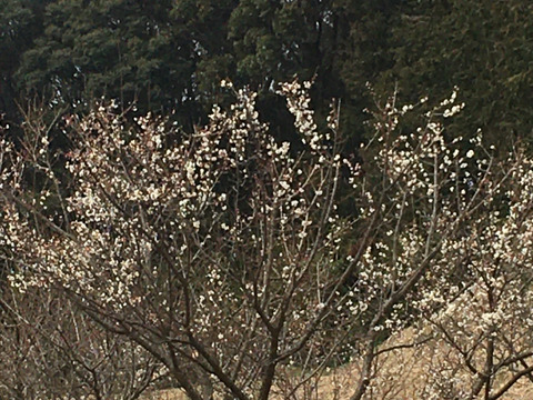 純粋な自然栽培で甦る―本来の旨味、小梅(青梅)　　自然栽培　1㎏