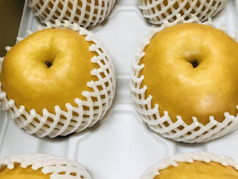 【味に自信あり‼️】PREMIUM新高梨約5kg(5~9個)✨️コロコロ梨工房の自信作‼️樹上完熟、甘くてとってもフルーティー✨️今年も甘いです😋糖度15度超‼️鮮度を保つ為クール便で発送🚚