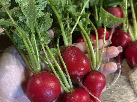 【期間限定】そのままパクっと！おつまみラディッシュ（葉付き20個）